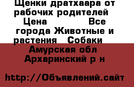 Щенки дратхаара от рабочих родителей › Цена ­ 22 000 - Все города Животные и растения » Собаки   . Амурская обл.,Архаринский р-н